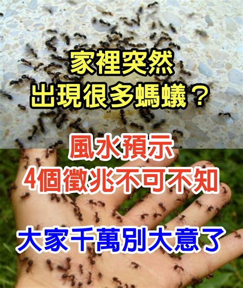 家裡突然出現很多螞蟻|【消滅螞蟻】家裡有螞蟻怎麼辦？6種天然方法驅逐螞。